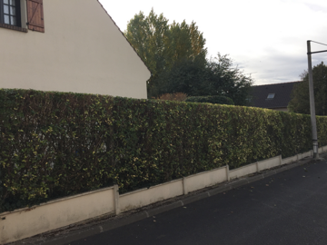 Jardinier à Rezé - Taille de haie