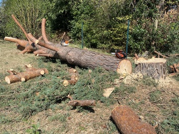 Abattage d’arbre à Rezé