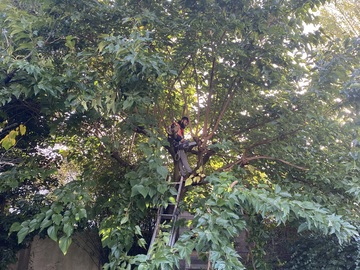 Élagueur à Vertou - Elagage