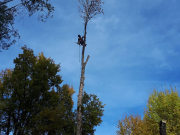 Elagage arbre très haut