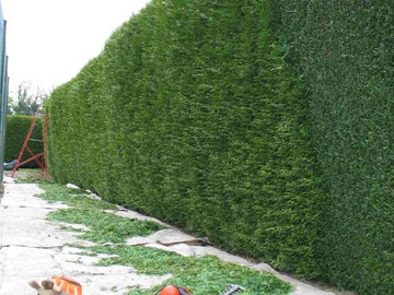 Taille de haie - Jardinage