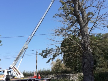 Élagage à Carquefou