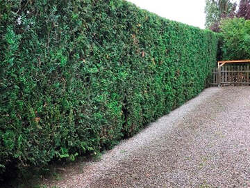 Taille de haie à Carquefou