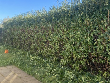 Jardinier à Rezé - Taille de haie