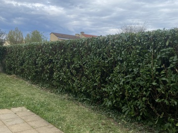 Jardinier à Rezé - Taille de haie