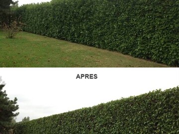 Taille de haie