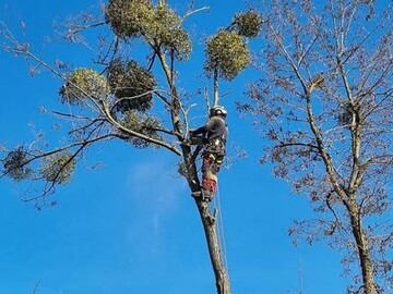Élagueur à Rezé - Élagage