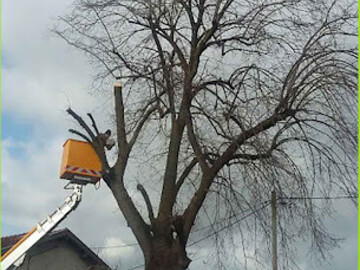 Élagage avec nacelle sur Savenay