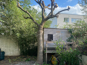 Élagage à Vertou avant-après