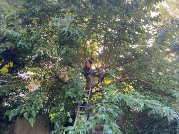 Élagage à Vertou avant-après