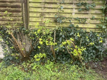 Paysagiste à Rezè - Dessouchage d’arbre enlèvement des souche deracinage arbre