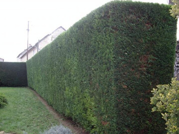 Taille de haie à Saint-Herblain