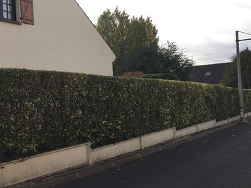 Taille de haie à Vertou 44120